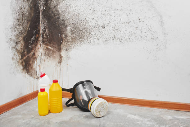 Trusted Mayfair, CA Mold Removal Experts