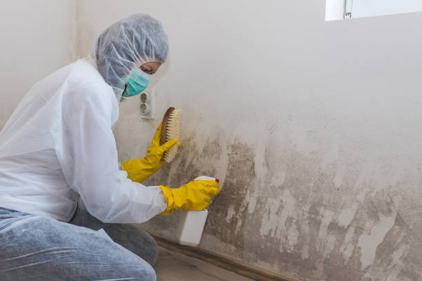 Best Office Mold Removal Services  in Mayfair, CA