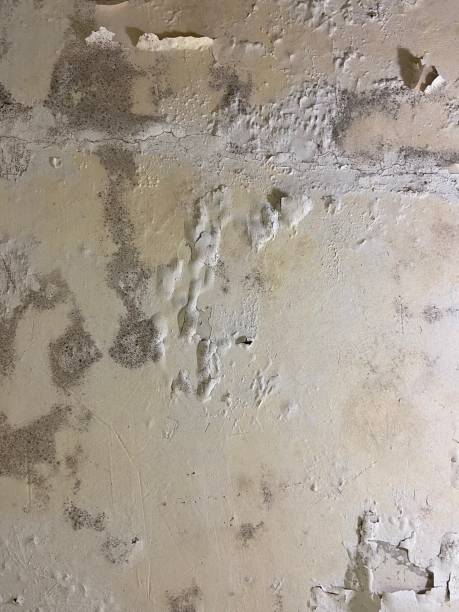 Best Mold Remediation  in Mayfair, CA