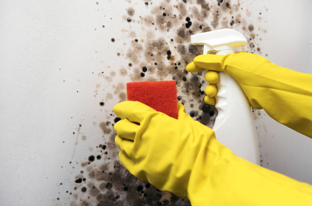 Best Mold Removal Company Near Me  in Mayfair, CA
