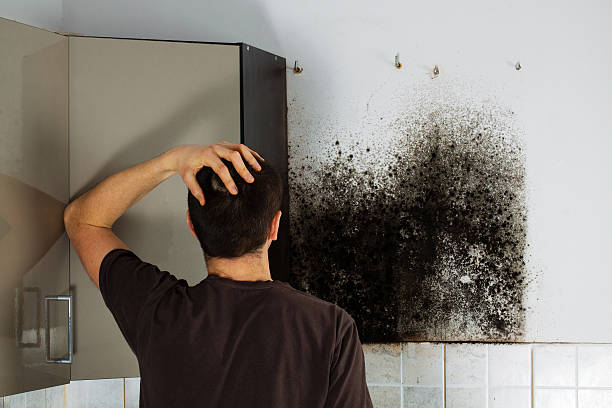 Best Toxic Mold Removal  in Mayfair, CA