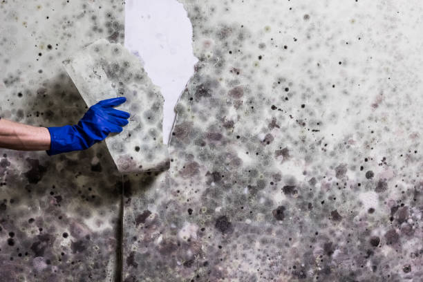 Best Mold Damage Repair  in Mayfair, CA