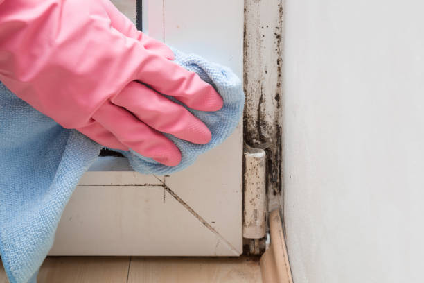 Best Emergency Mold Removal  in Mayfair, CA