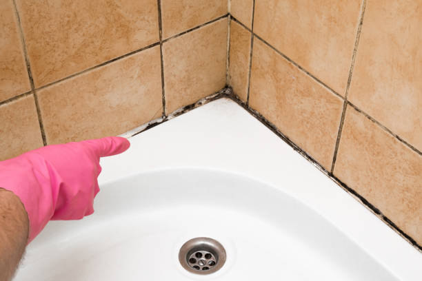 Best Certified Mold Removal  in Mayfair, CA