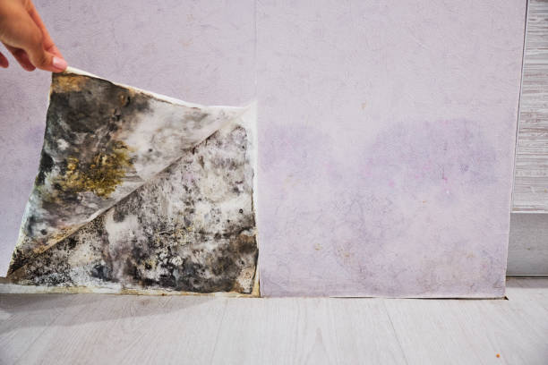 Best Attic Mold Removal  in Mayfair, CA